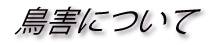 鳥害について